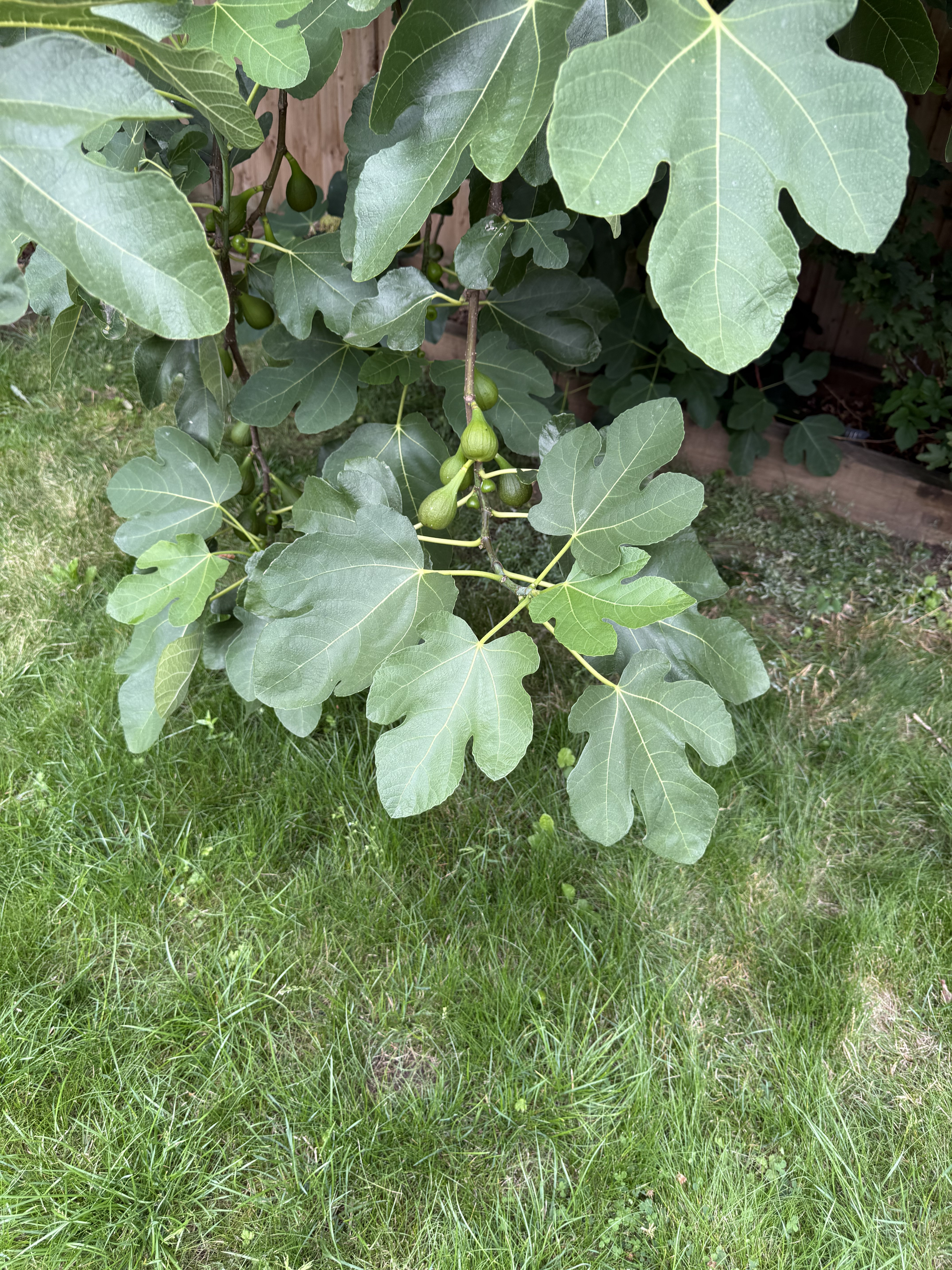 close-up of flowers on vine